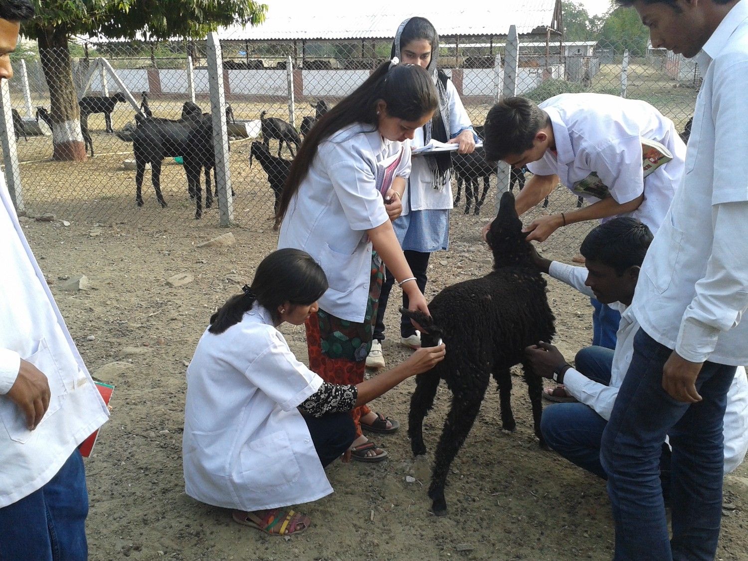 Students Recording Body Temp. Of Animals During Practicals